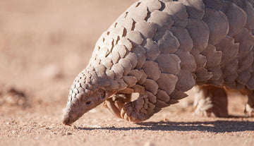 Top 7 of the World’s Rarest Animal Species Found Only in Africa