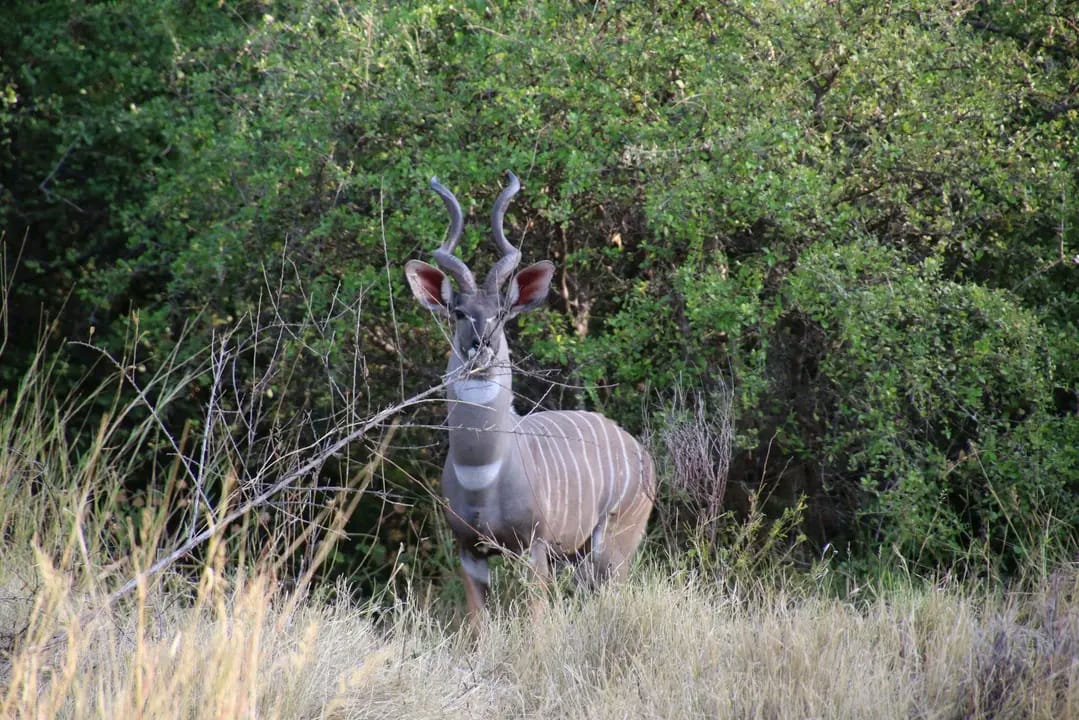 Discover the Majestic Mountain Bongos with Merengeti Rhino Safari