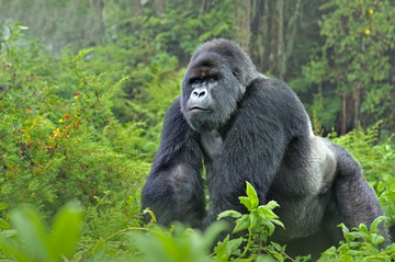 Explore Rwanda and Uganda with Merengeti Rhino Safari