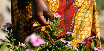 Africa’s Rare Indigenous Healing Herbs