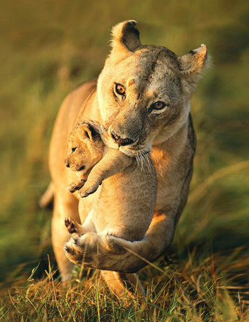 Africa’s most iconic safari destination