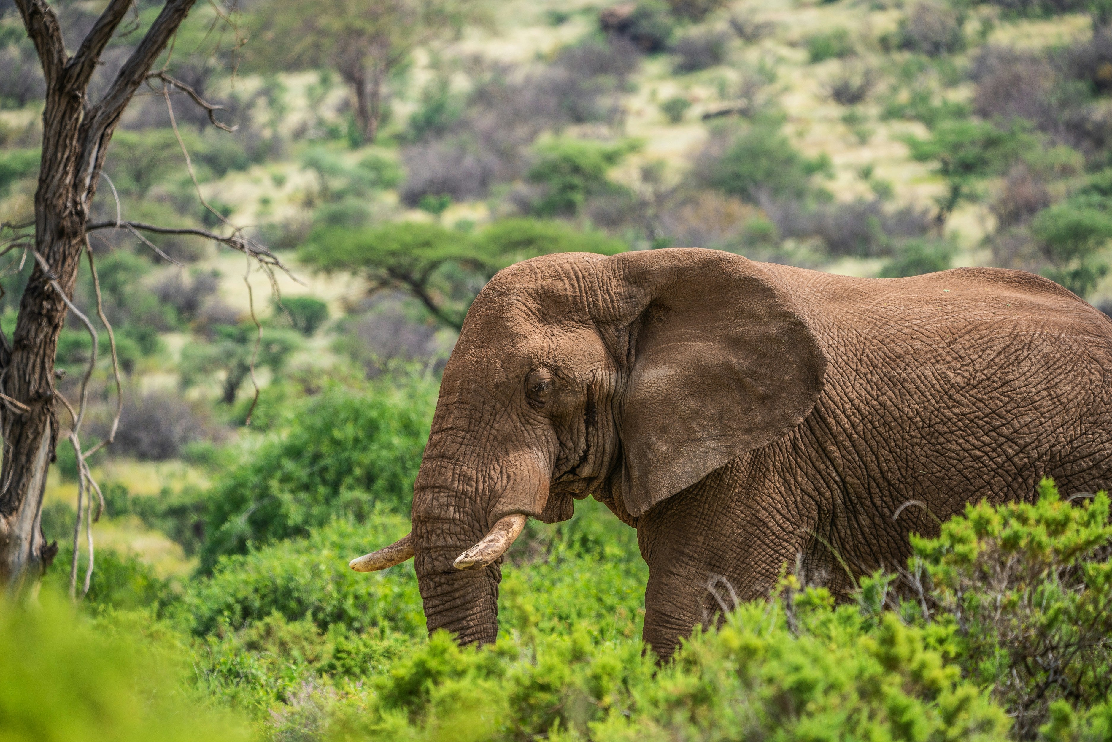 Ngorongoro
