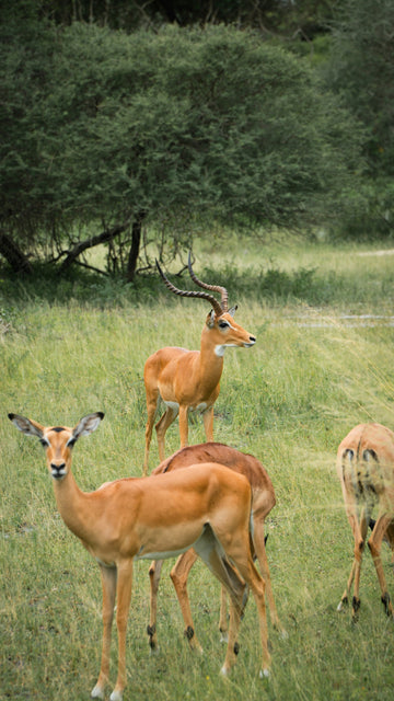 Samburu National Reserve