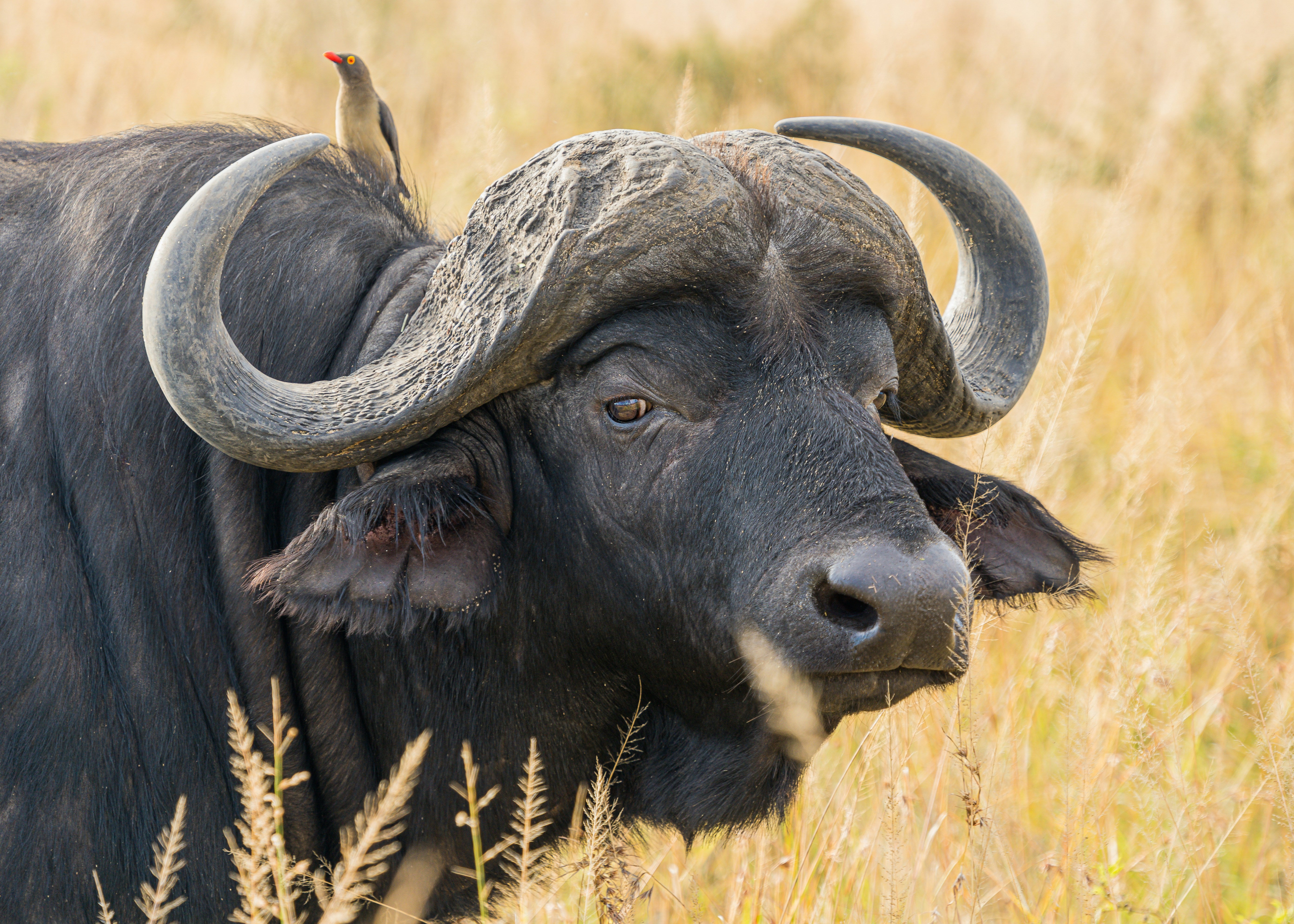 5 days Mid Range Ngorongoro Crater and Serengeti