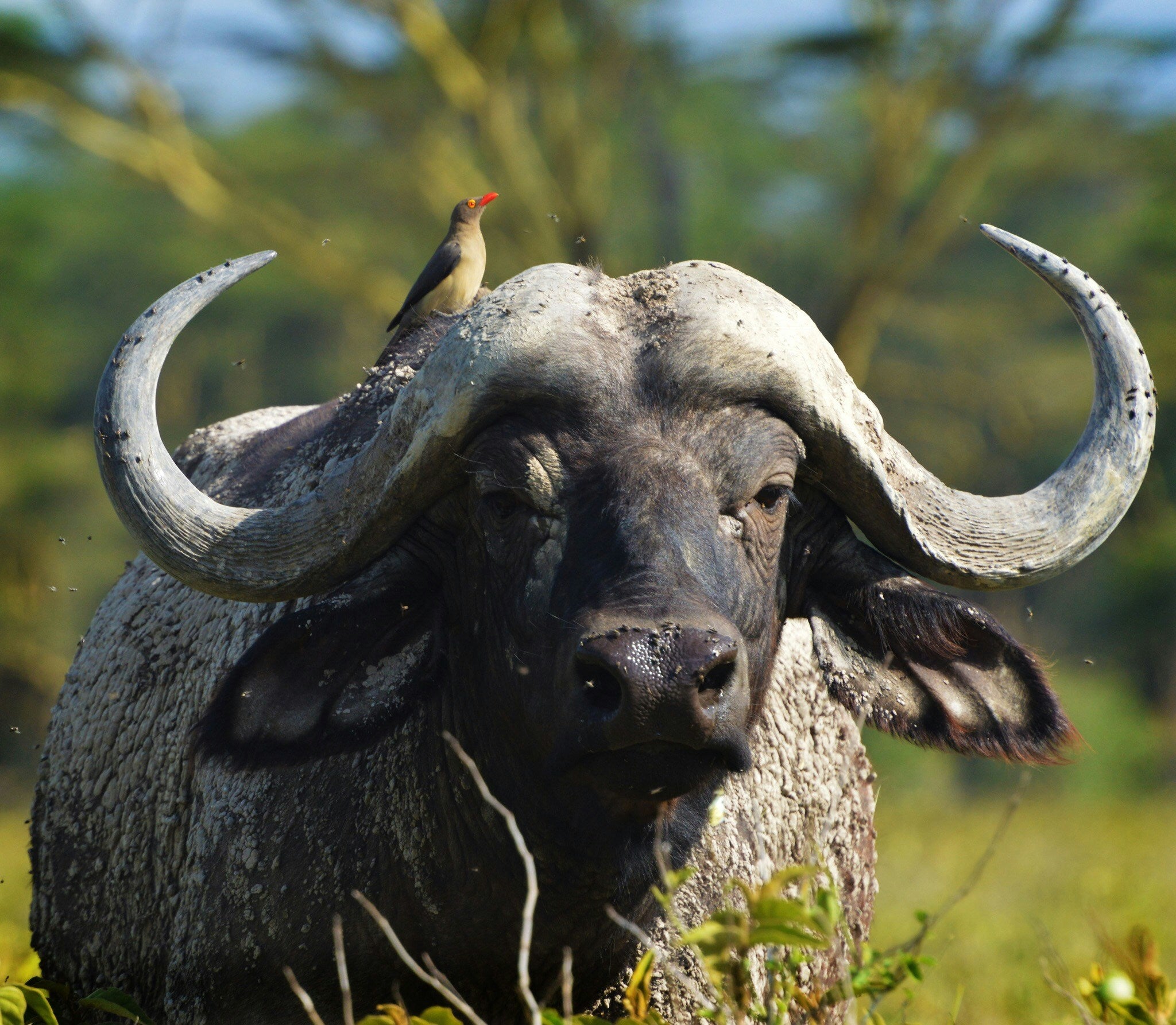 5 days Luxury Serengeti and Ngorongoro Crater