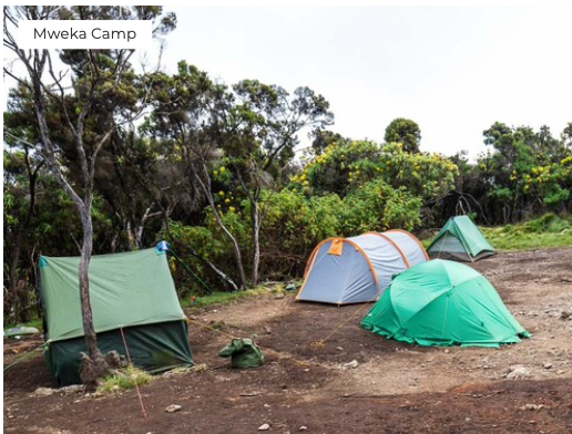 Camping tents set up in a natural setting with trees and shrubs around.