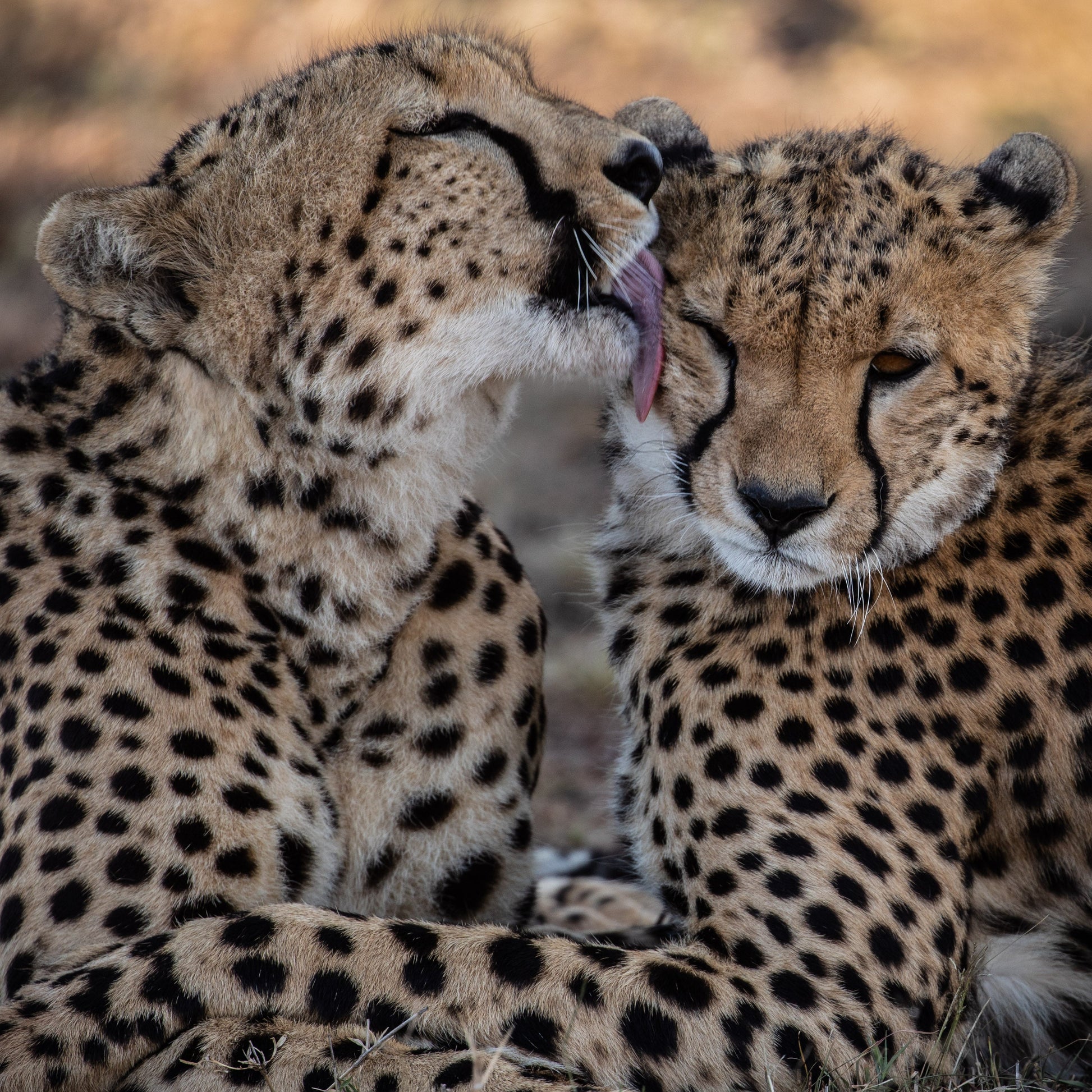 Two cheetahs interacting with each other in a natural setting