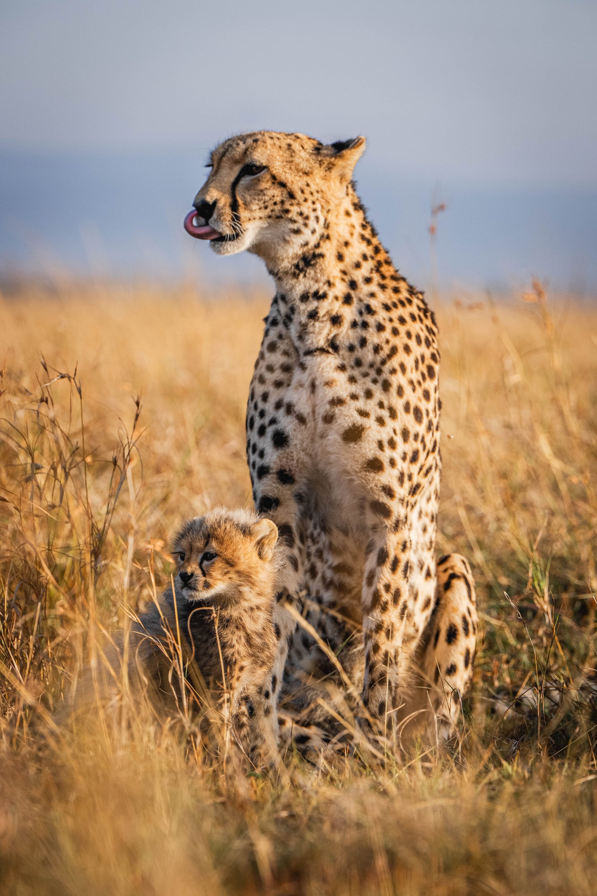 
A cheetah stands alert in the grassy Maasai Mara savannah, her cub resting close by.