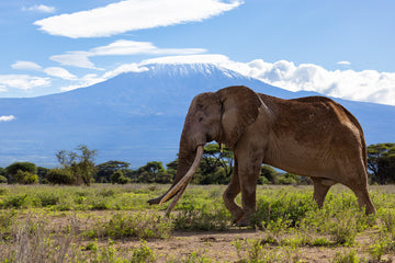 Elephant walking in a grassy field with Mount Kilimanjaro in the background