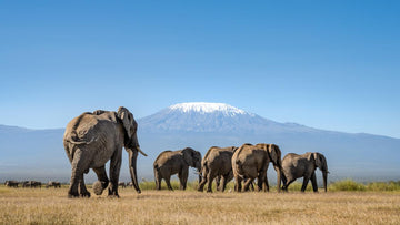 Elephants walking across a grassy plain of Amboseli National Park with a mountain Kilimanjaro in the background
