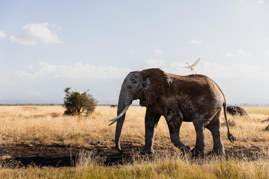 
A cheetah stands alert in the grassy Maasai Mara savannah, her cub resting close by.