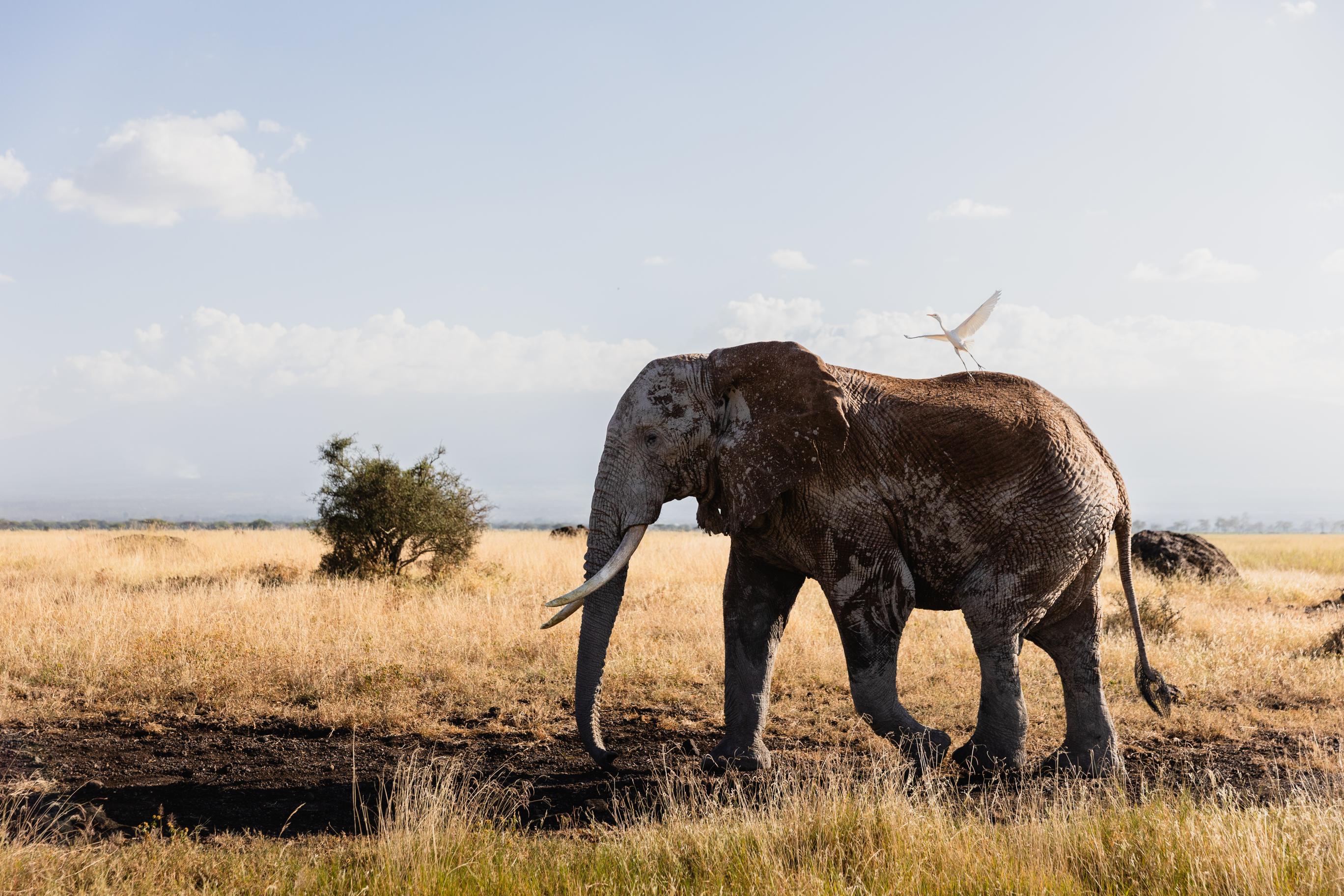 Ngorongoro Serengeti Midrange Safari