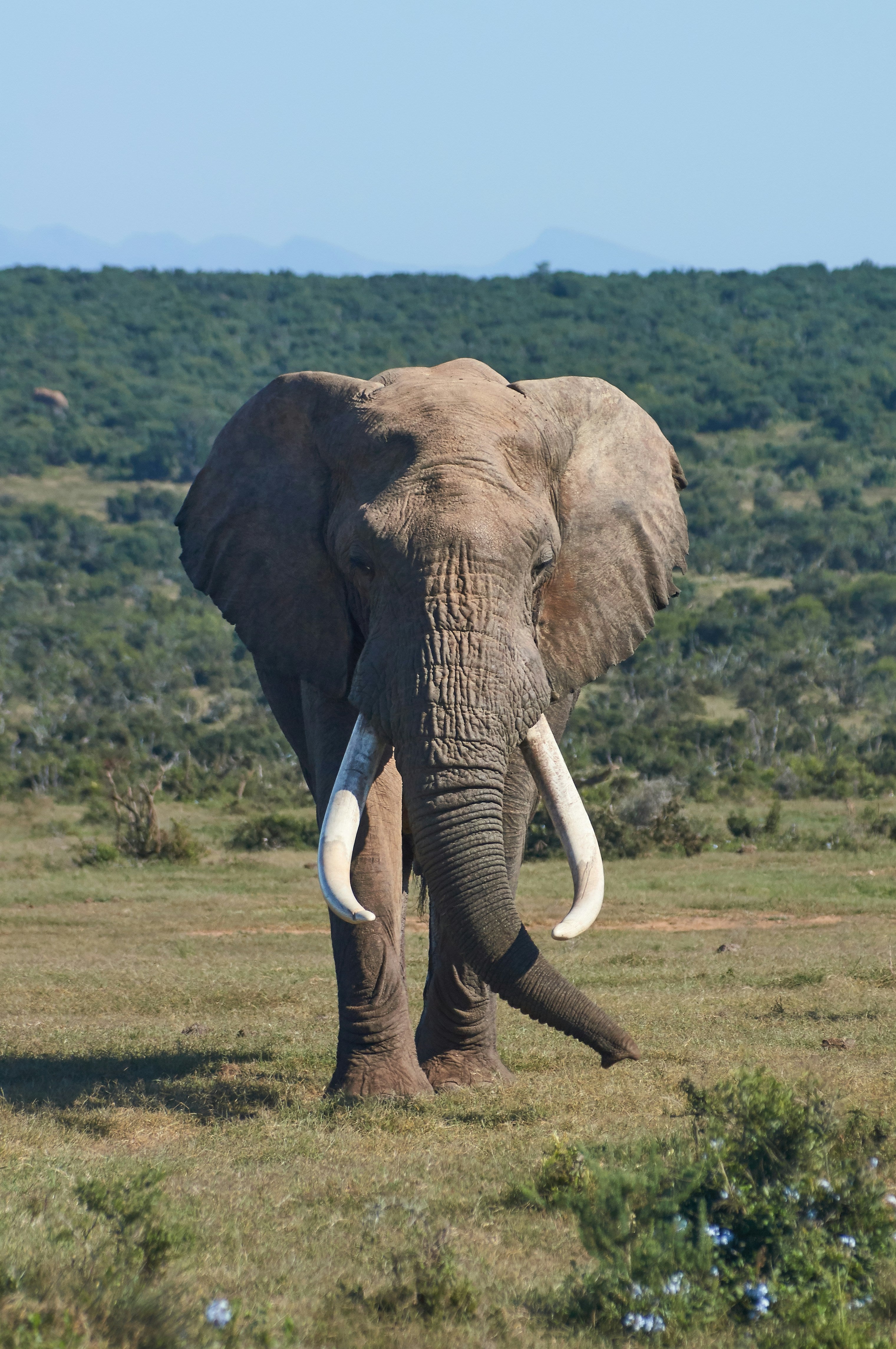 3 days luxury Family Serengeti safari