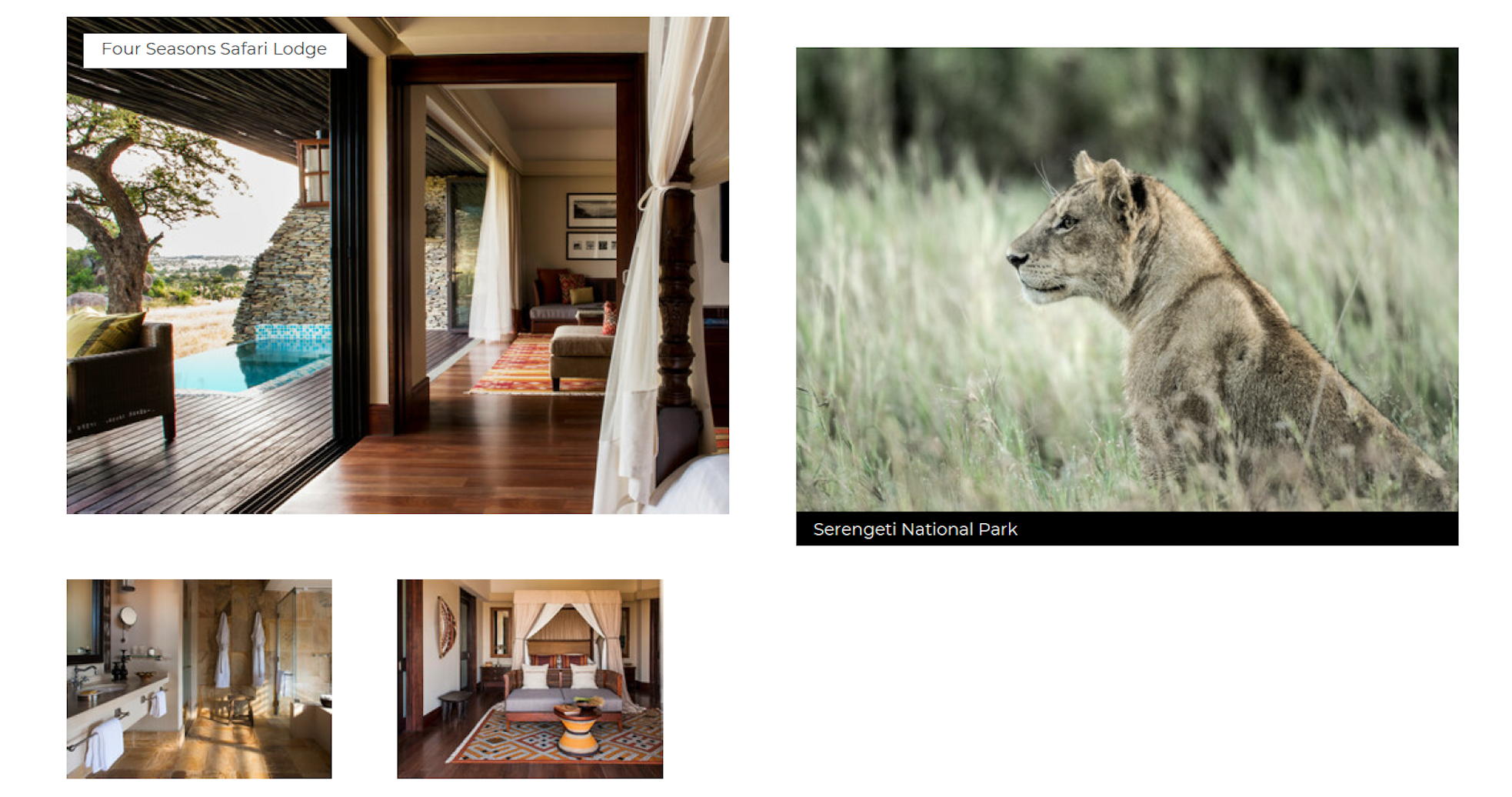 Collage of Four Seasons Safari Lodge interior and a lioness in Serengeti National Park.