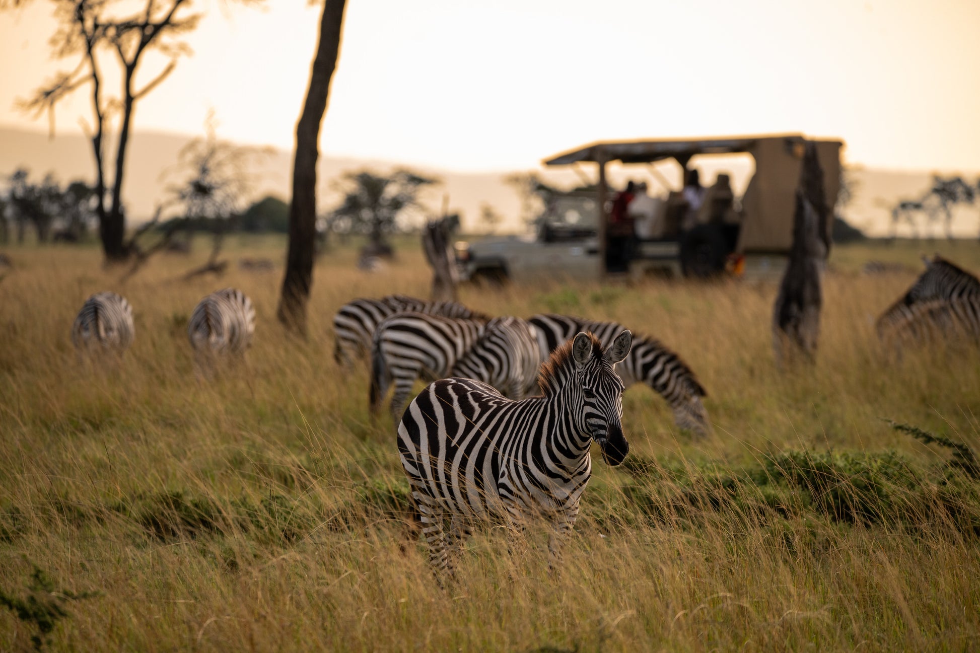 Game Drive - Zebras grazing in a grassy field with safari vehicles in the background during.