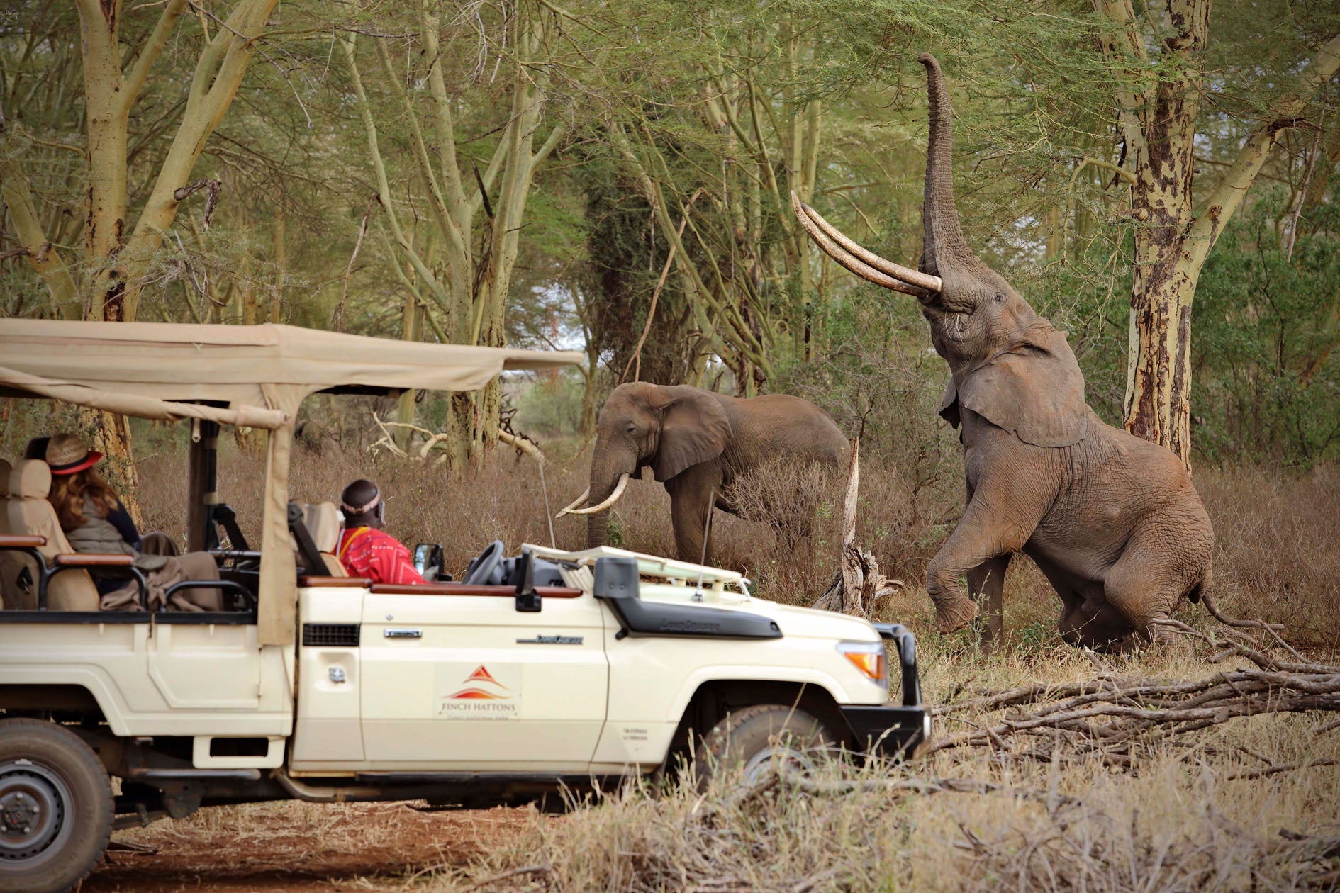 Safari vehicle with tourists observing elephants in a natural setting