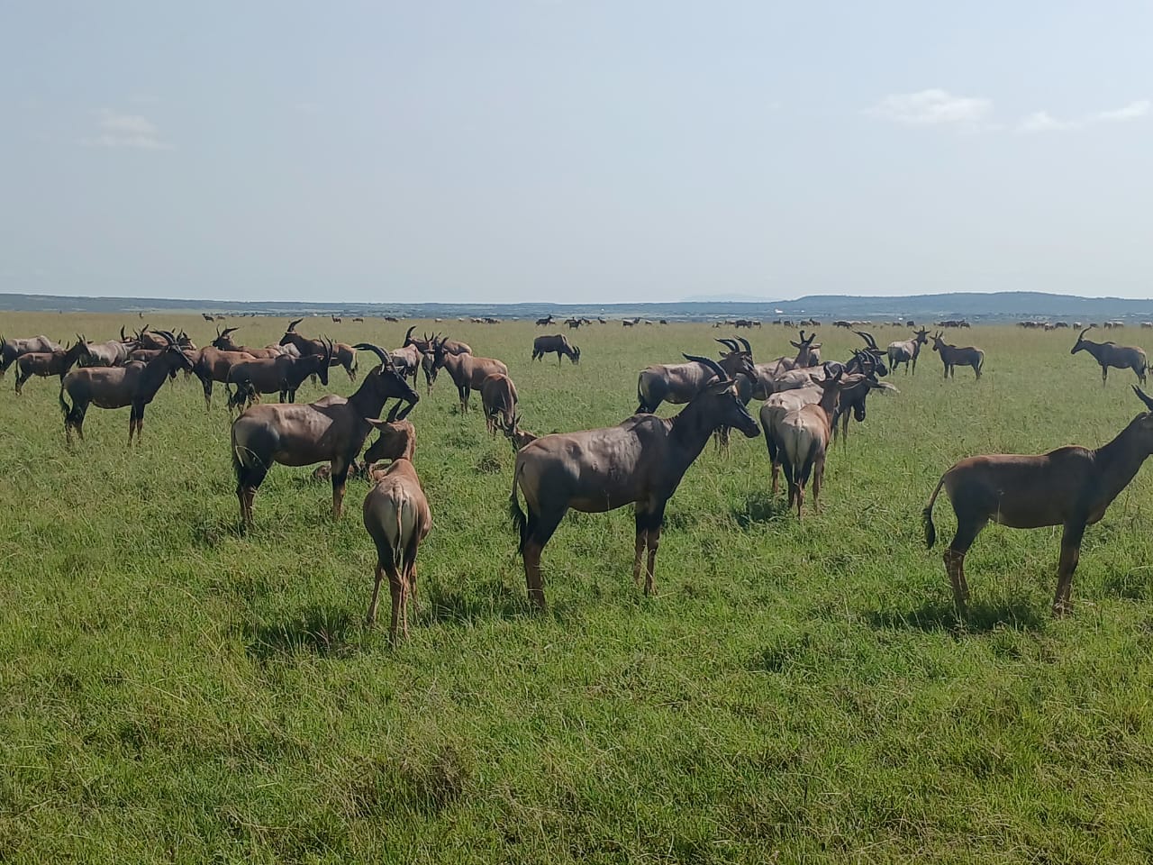 Heritage Hotels Luxury Safari