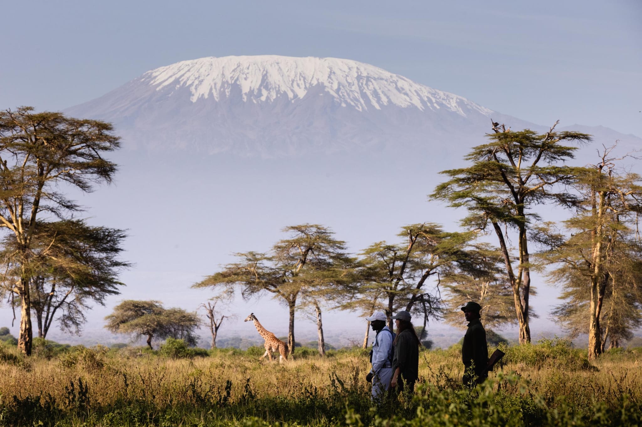 Our naturalists and game rangers escort our guests on a nature walk, with a giraffe traversing the vicinity and the snow-capped summit of Mount Kilimanjaro ascending in the distance.
