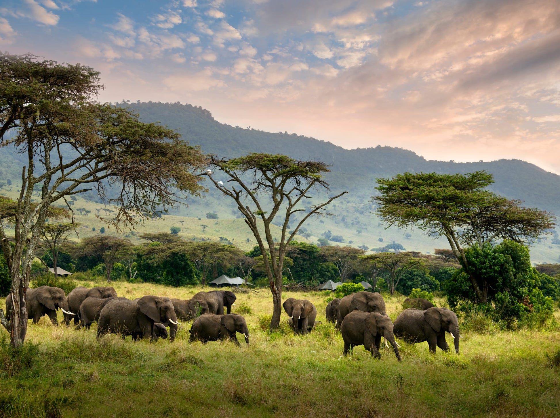 Elephants grazing in a grassy field with acacia trees and mountains in the background