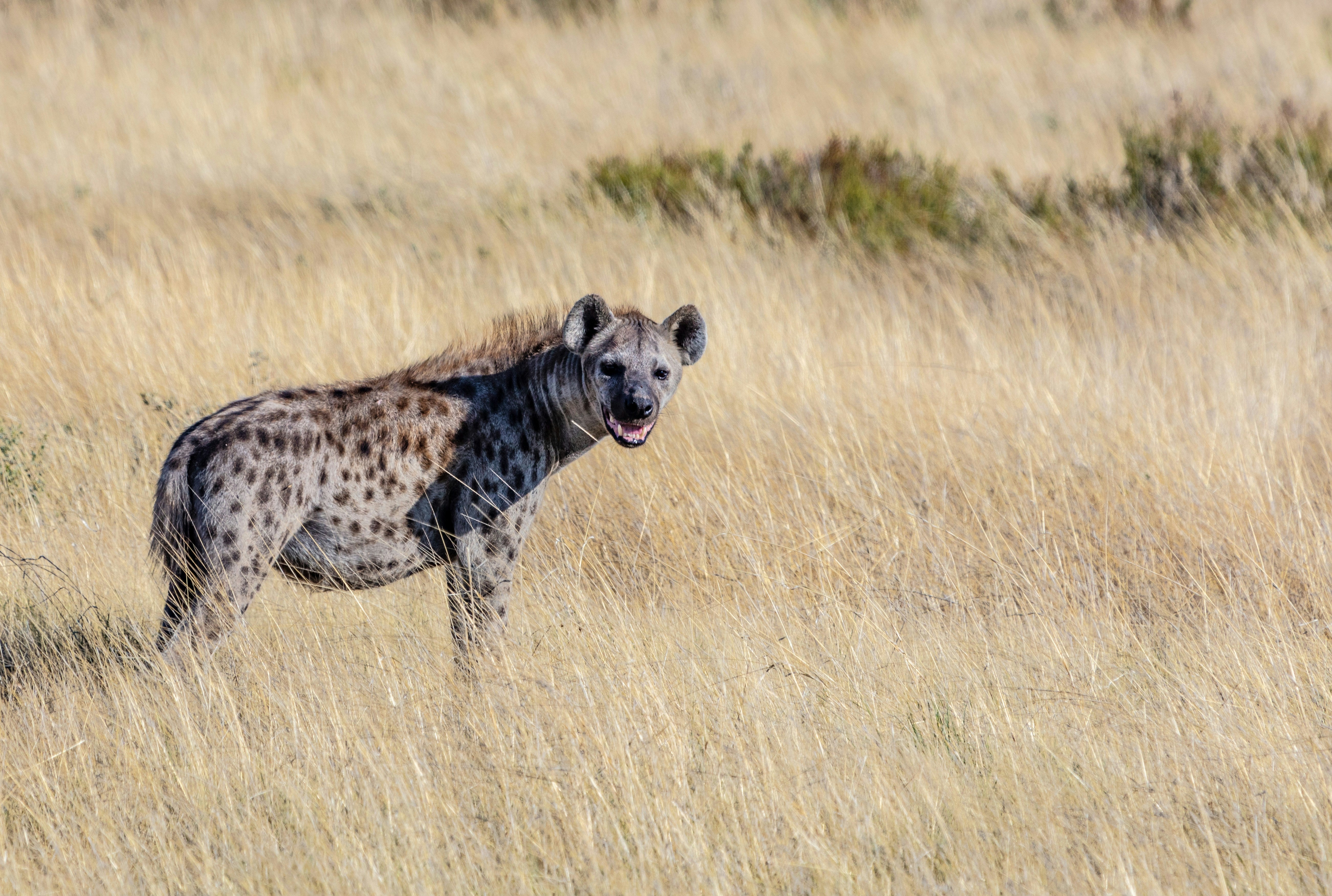 5 days Luxury Serengeti and Ngorongoro Crater
