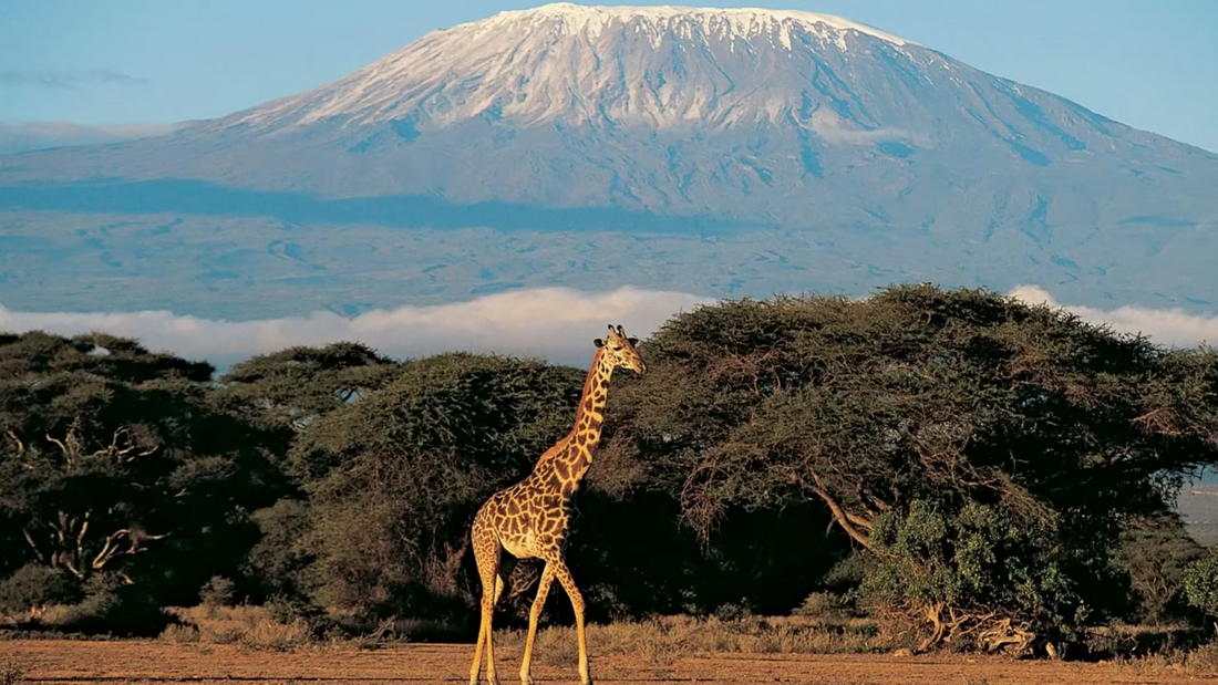 Giraffe standing in front of Mount Kilimanjaro in a savanna landscape.