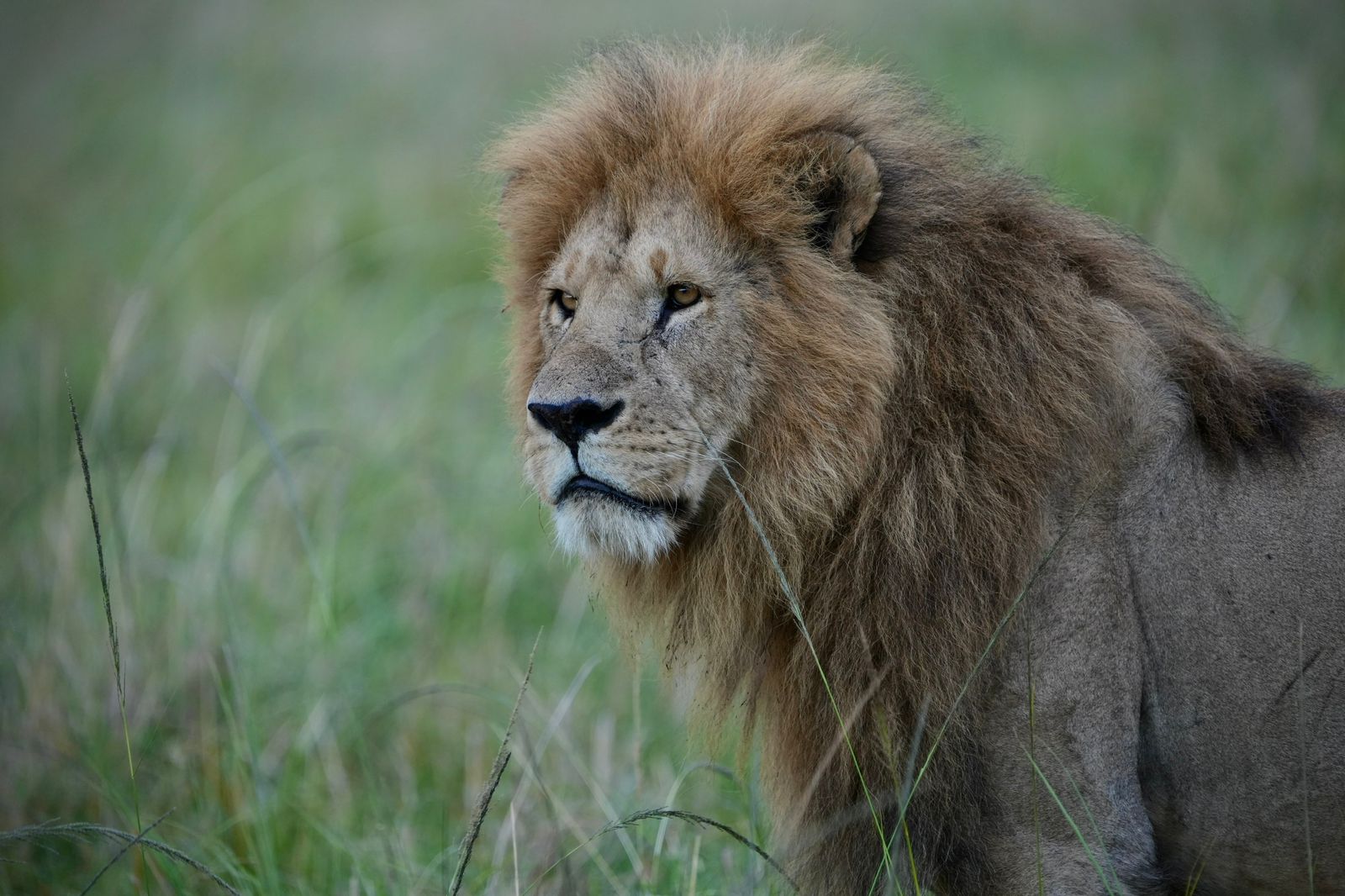 A majestic lion stands tall in the grassy fields of the Maasai Mara.