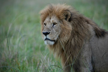 A majestic lion stands tall in the grassy fields of the Maasai Mara.
