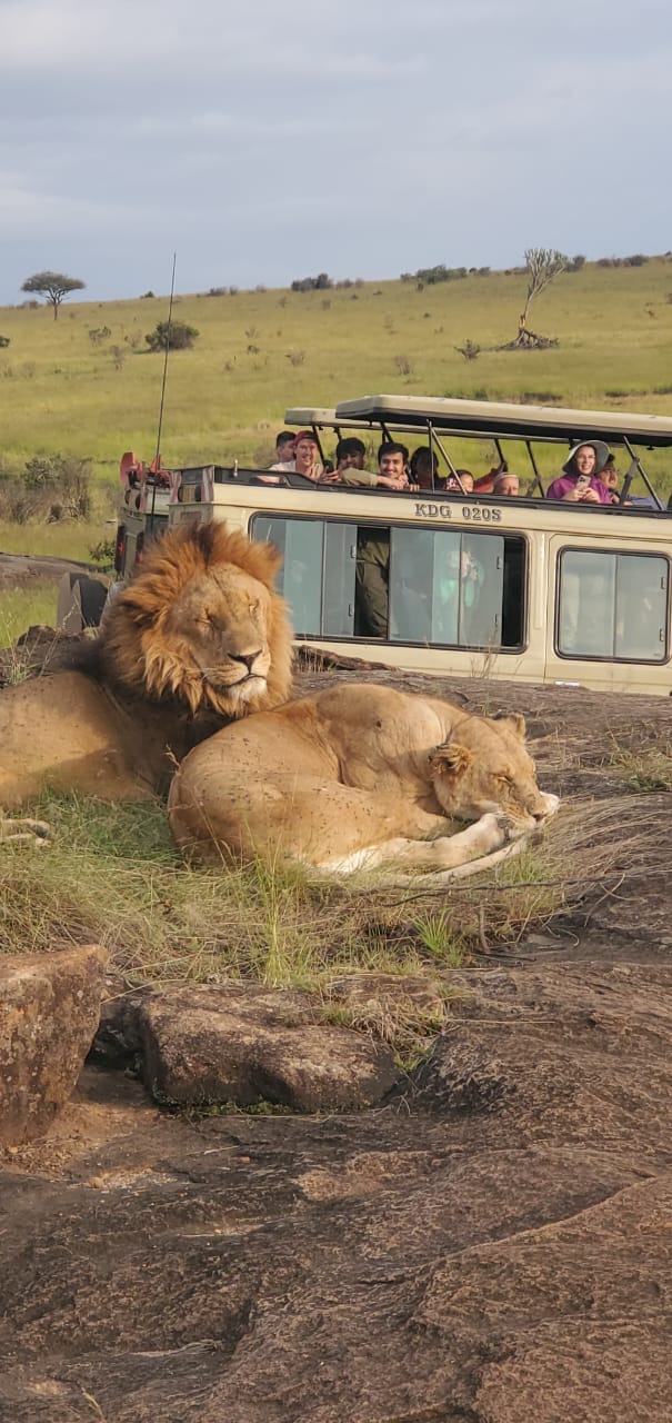 
A Quiet Moment on the Game Drive
Duncan has the vehicle idling low, the engine barely humming as the group leans forward in their seats. Just a few meters ahead, two lions are stretched out on the warm earth, their bodies relaxed, tails flicking lazily at the occasional fly. The male lifts his head for a moment, golden eyes half‑open, then settles again with the kind of confidence only a lion can have.
The tourists whisper to each other, cameras raised but movements slow, careful not to break the calm. 