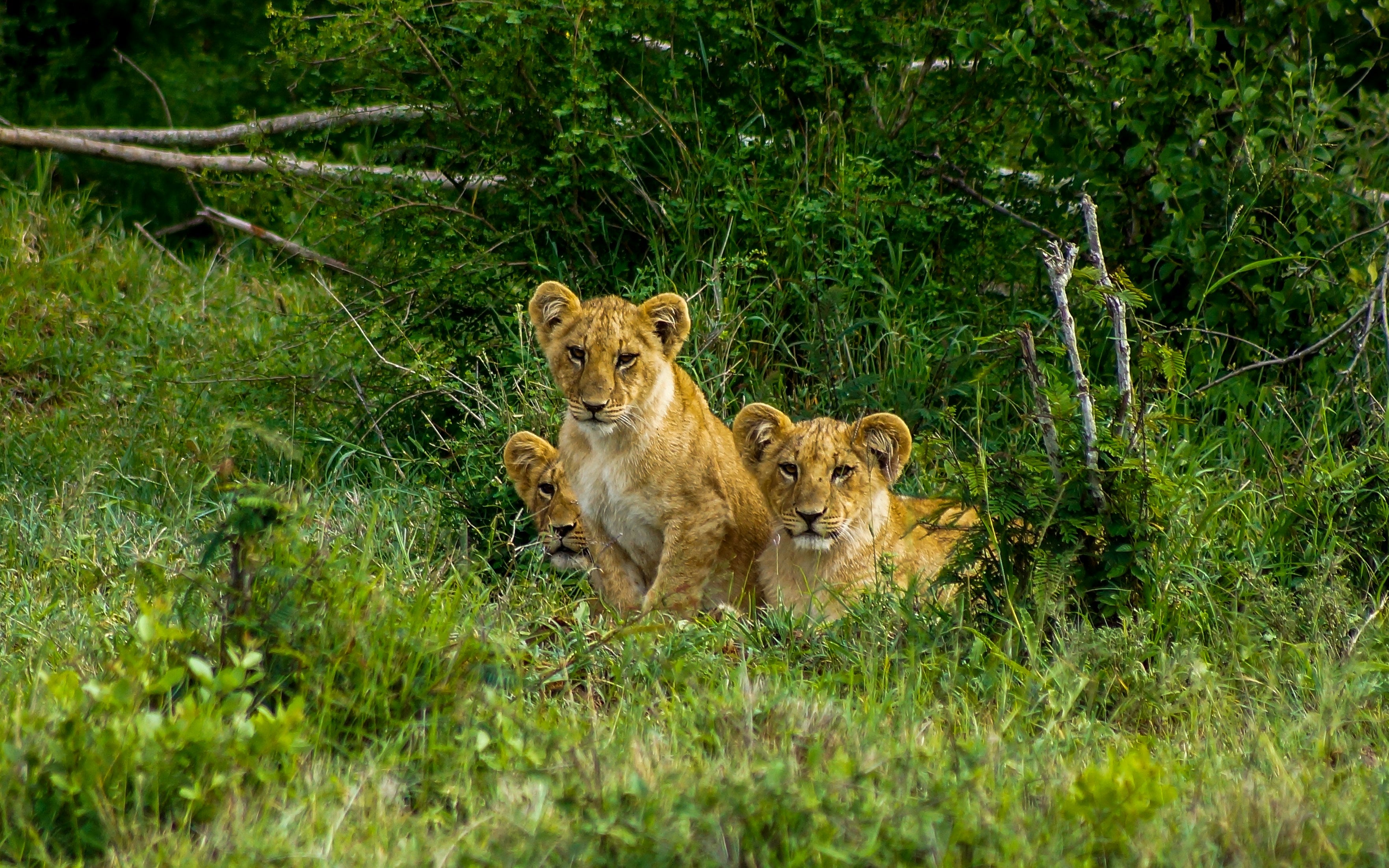 3 days Midrange Safari to Serengeti