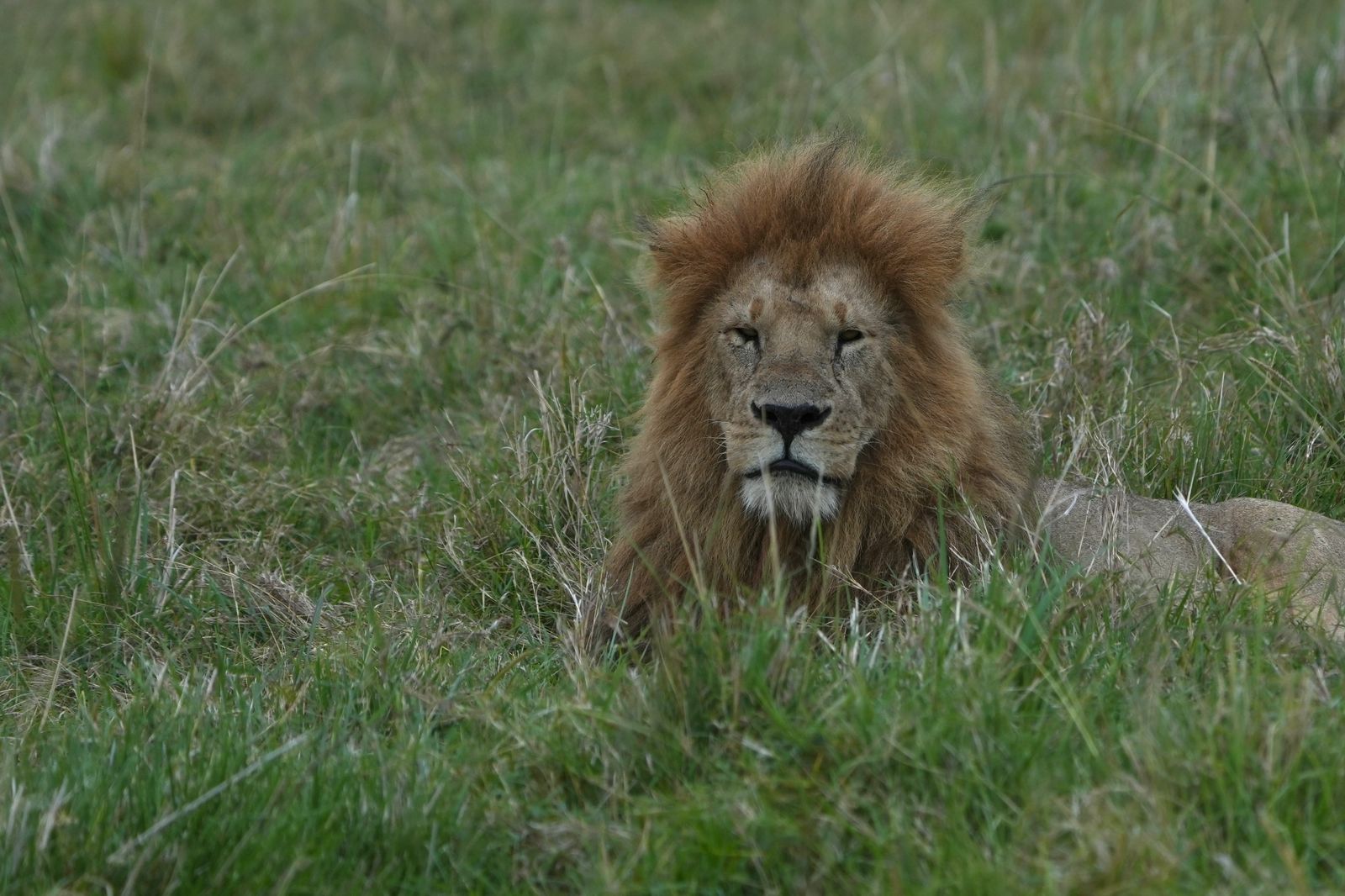 Lion lying in a grassy field of Maasai Mara