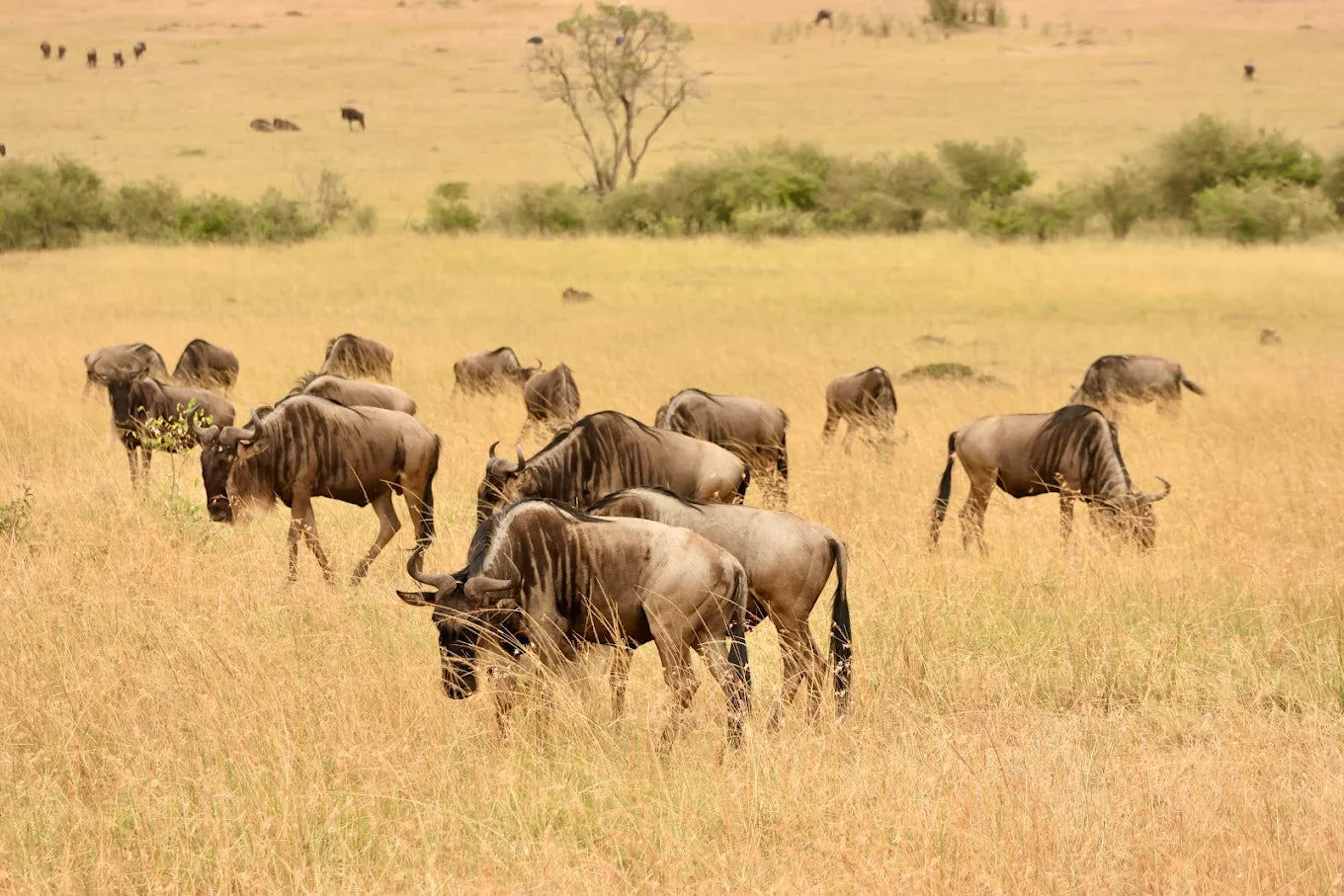 7 days Wings over the Wilderness Safari 2026 - Green Season
