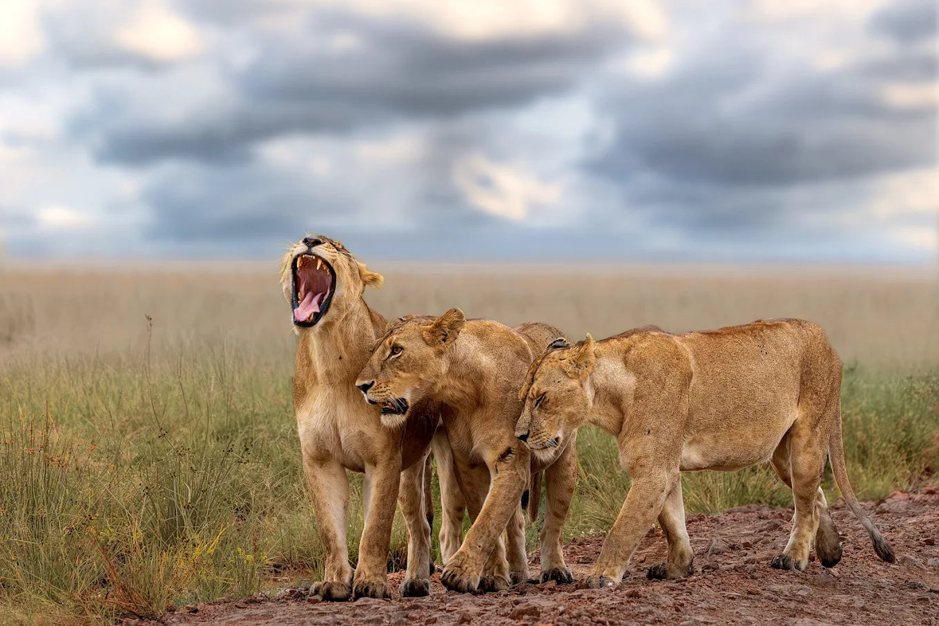 7 days Wings over the Wilderness Safari 2026 - Low Season