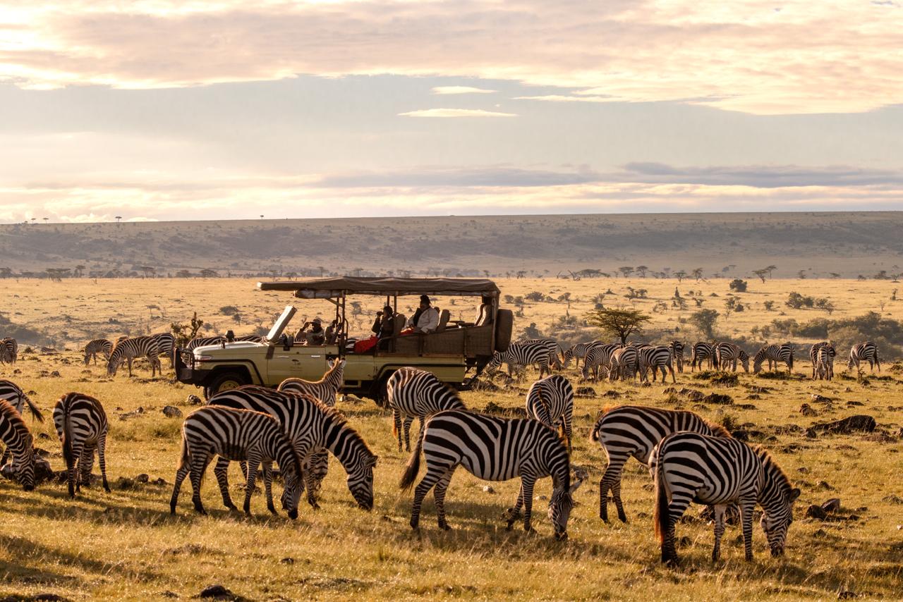 Safari vehicle among zebras in a grassland with mountains in the background