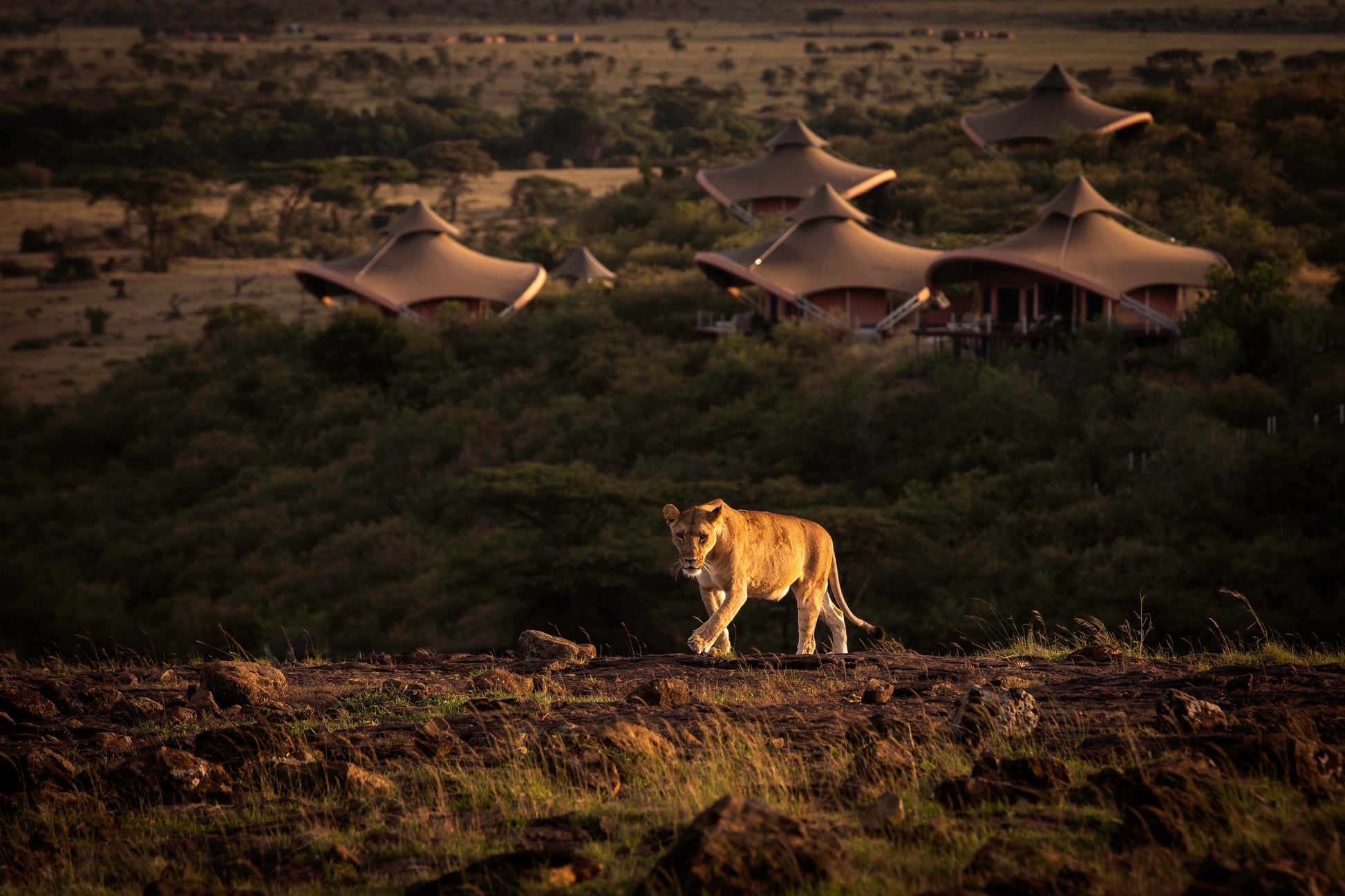 Lion walking in a grassy savannah with tents in the background