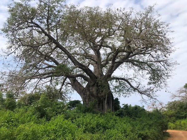 Sacred Mijikenda Kaya Forests