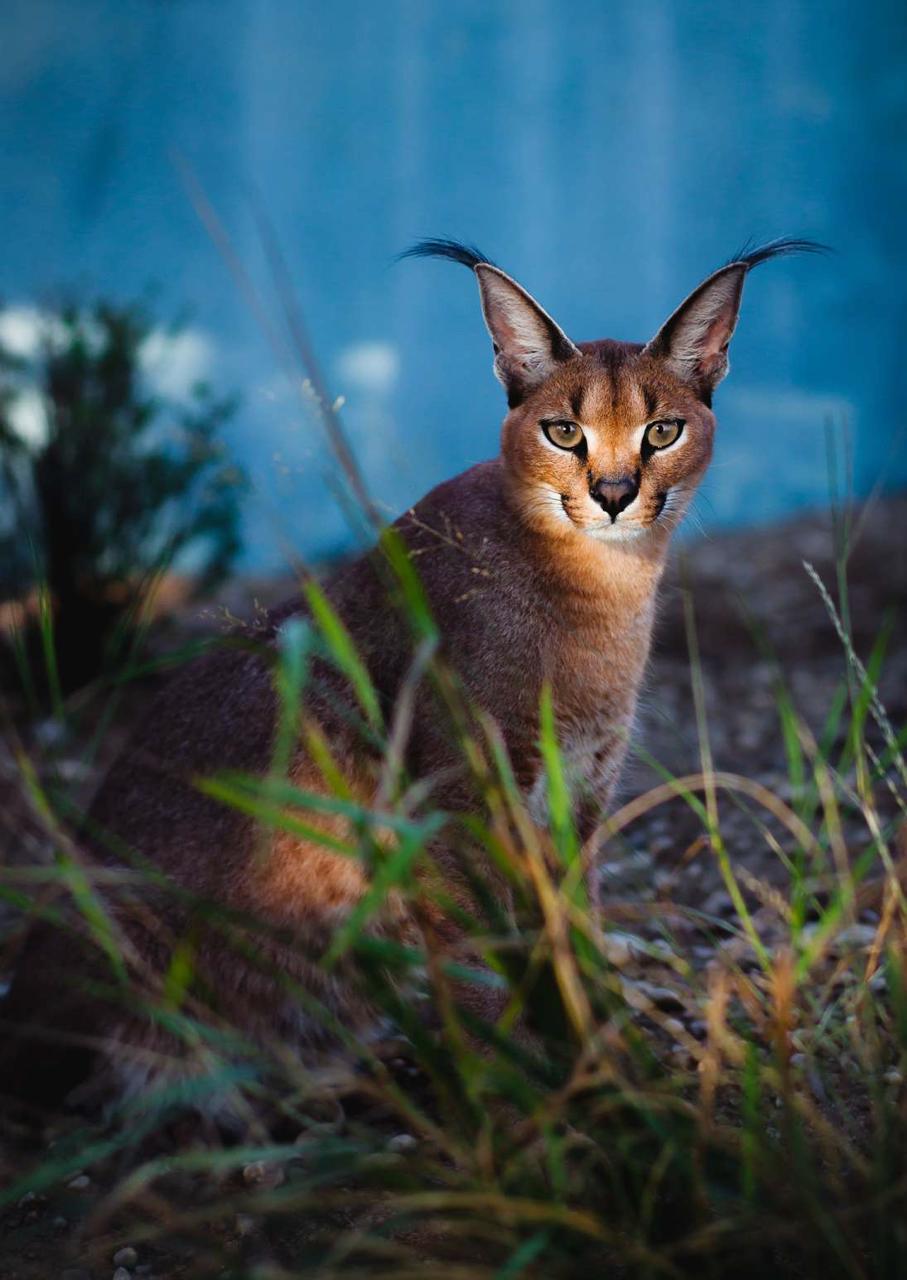 Soroi Kenya Luxury Safari Package