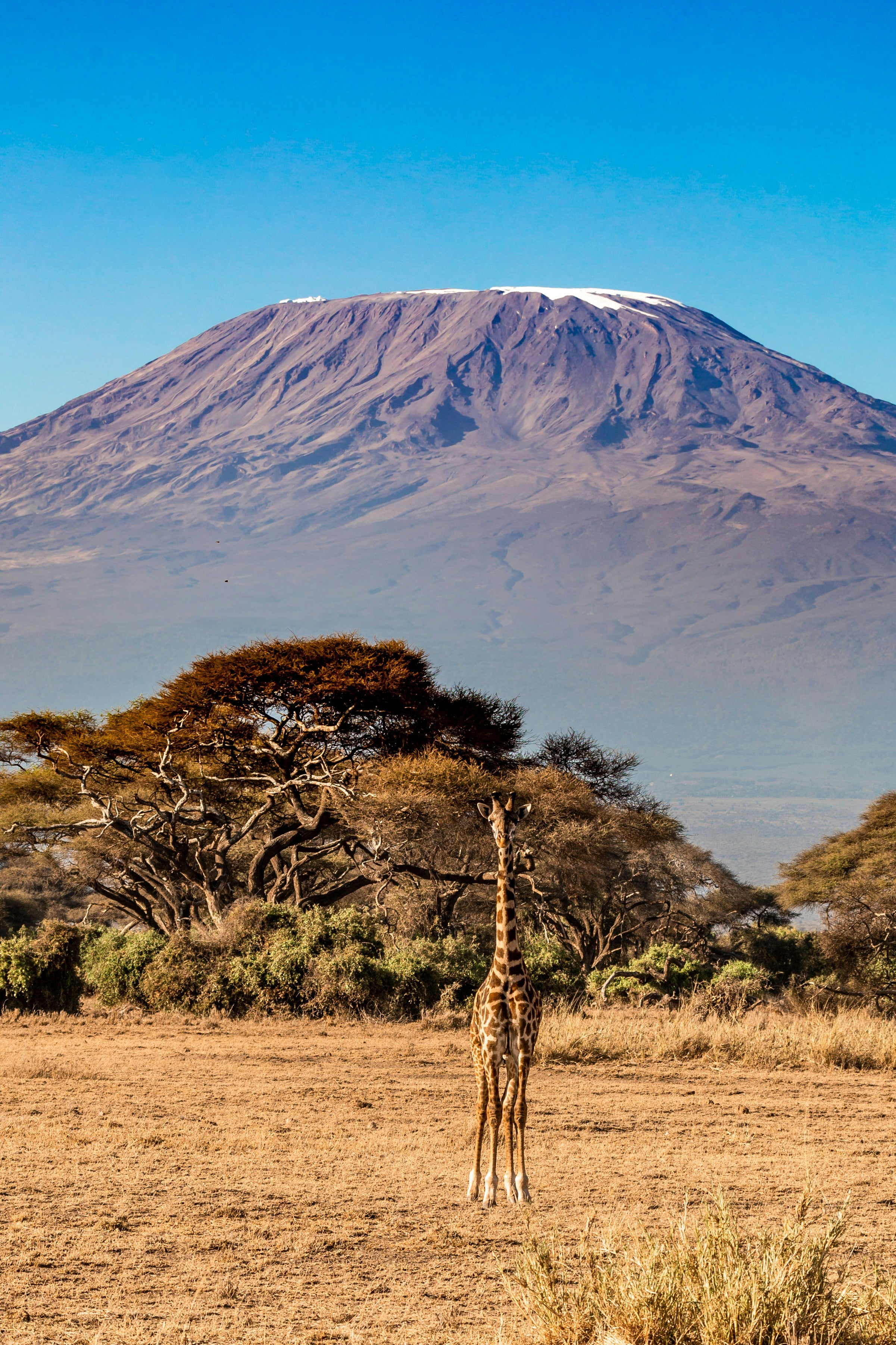 10 days Luxury Safari - Mt. Kilimanjaro and Serengeti
