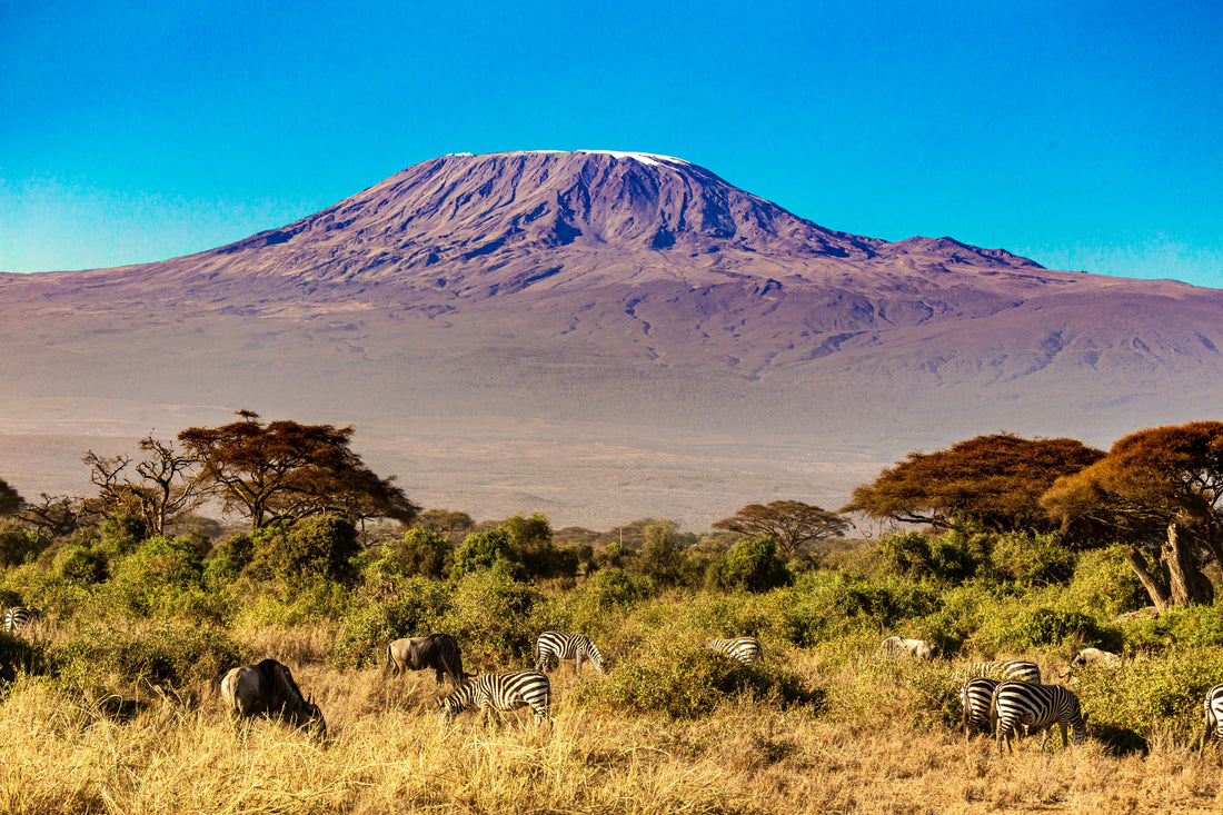 Mount Kilimanjaro with zebras grazing in the foreground