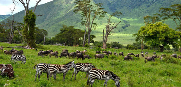 Ngorongoro Conservation Area