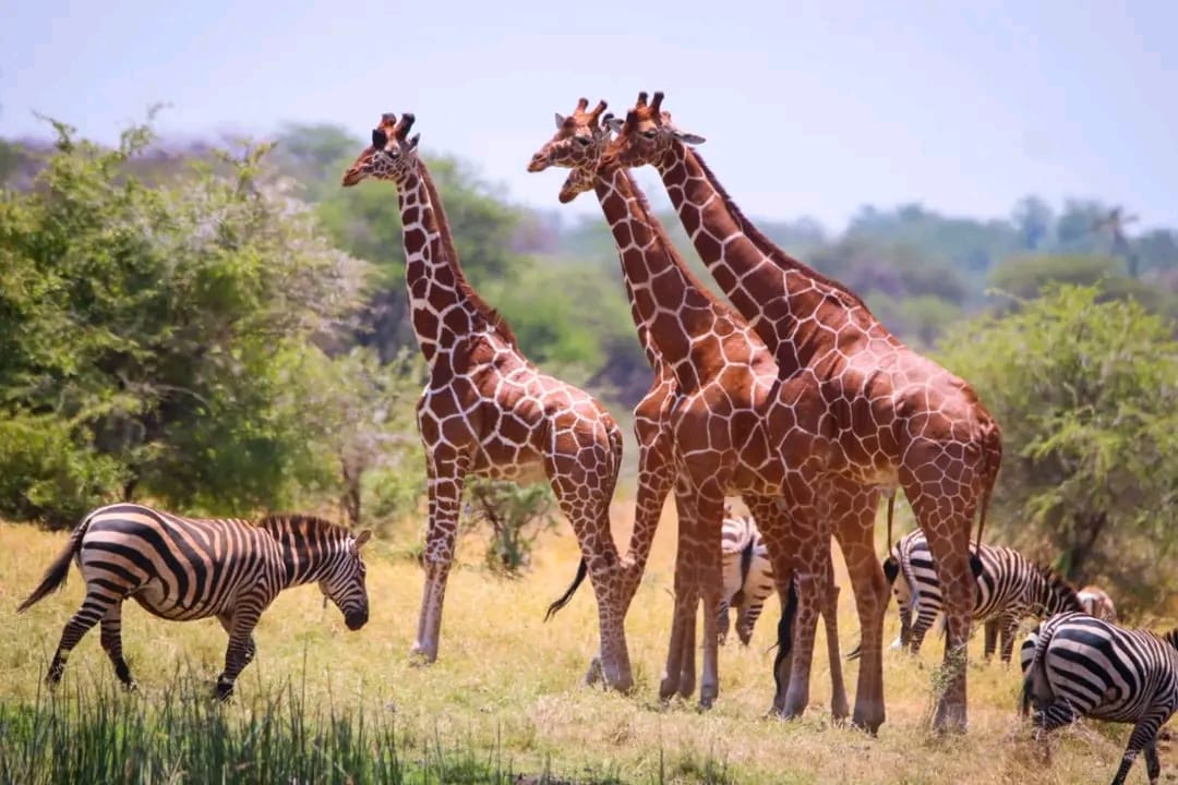 Best African Safari Tours