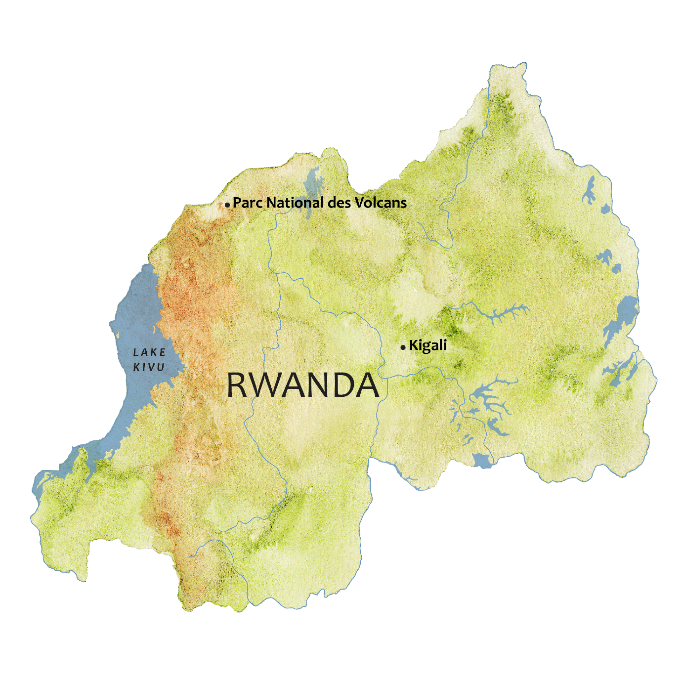 Mid‑Range Rwanda Adventure - Chimps, Canopy Walks & Gorilla Trek