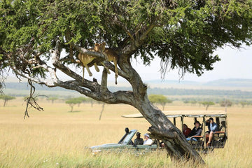 Game drive at Maasai Mara.
Tourists enjoy an incredible sighting of a lioness resting in a tree.