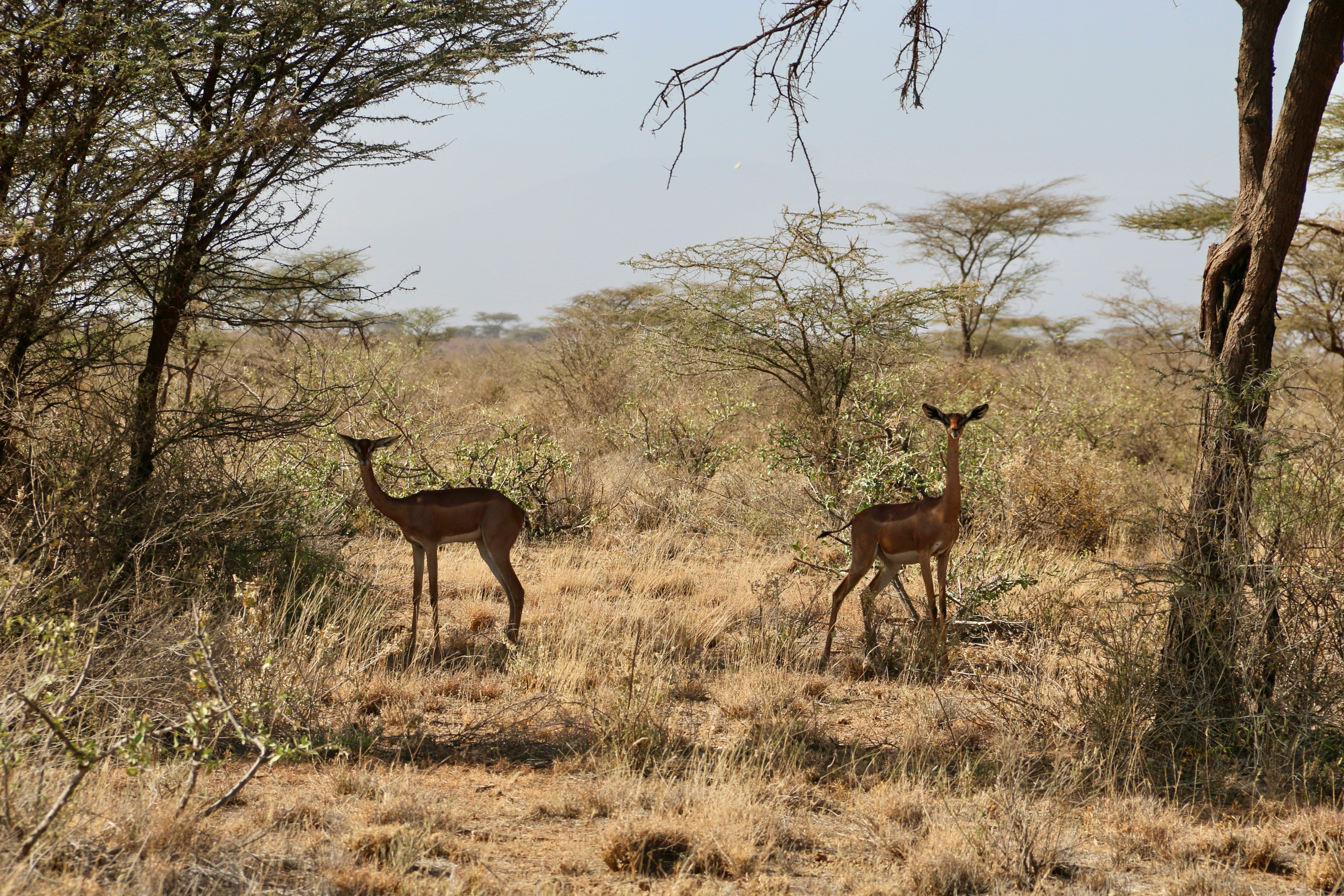 5 days Wings over the Wilderness Safari 2026 - Low Season