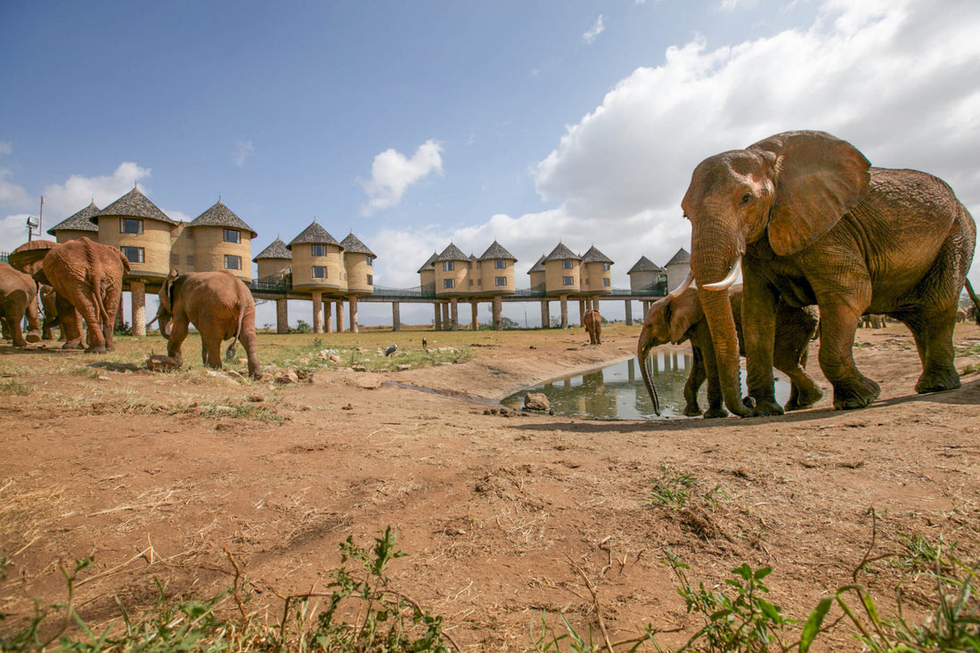Aerial magic at Sarova Salt Lick — elevated cottages, endless views, unforgettable wildlife moments.