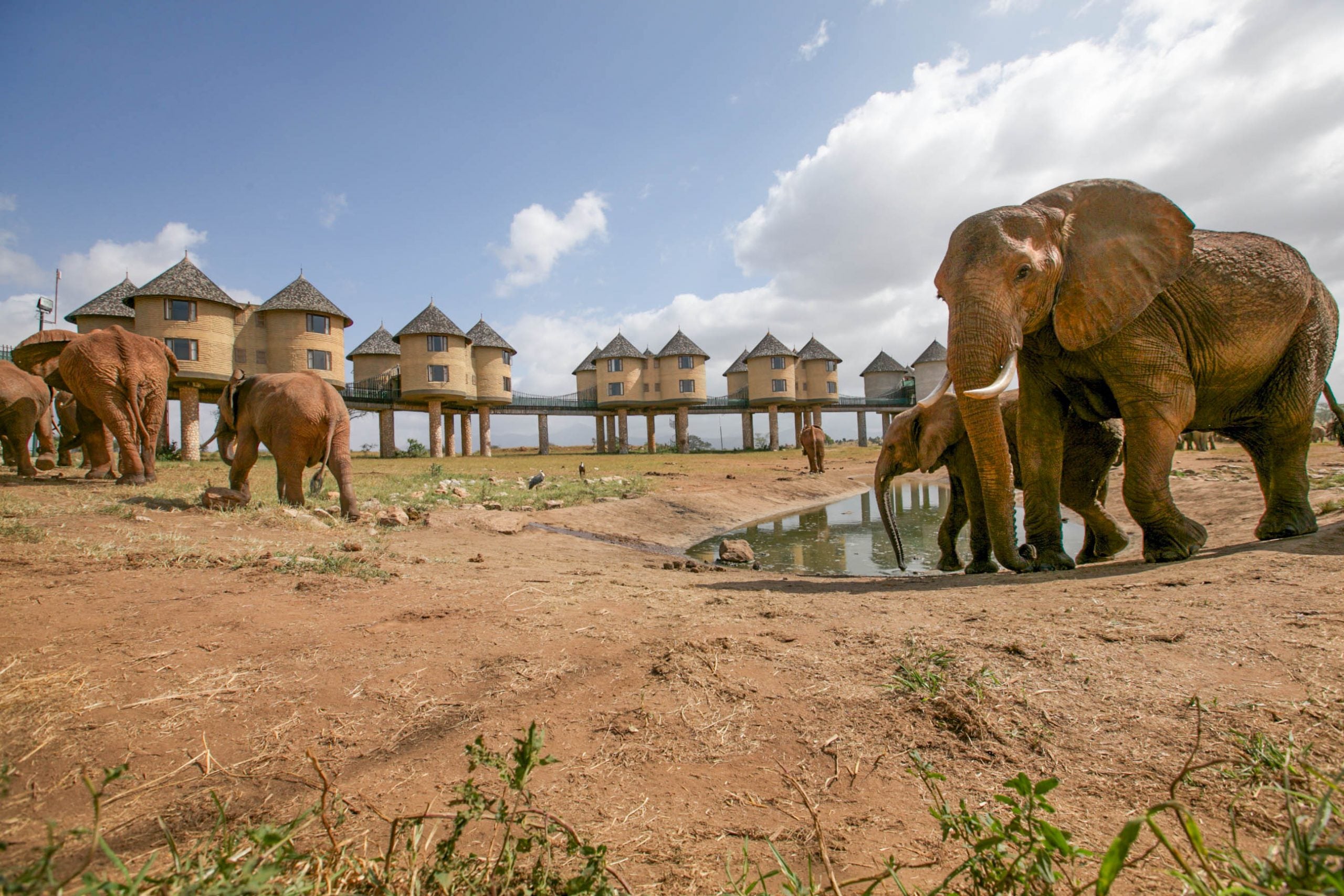 An iconic sight in the Taita Hills Wildlife Sanctuary, Sarova Salt Lick Safari Lodge features a series of elevated, stilted cottages designed to offer uninterrupted views of the surrounding plains. From above, the lodge’s circular towers appear to float over the landscape, perfectly positioned for exceptional wildlife viewing. Guests enjoy panoramic vantage points overlooking the busy waterholes below, where elephants, buffalo, antelope, and other wildlife gather throughout the day.