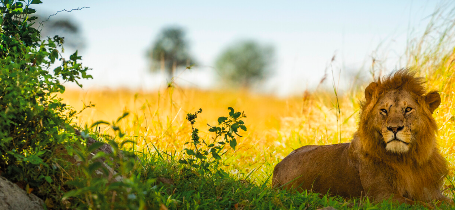 3 days Midrange Safari to Serengeti