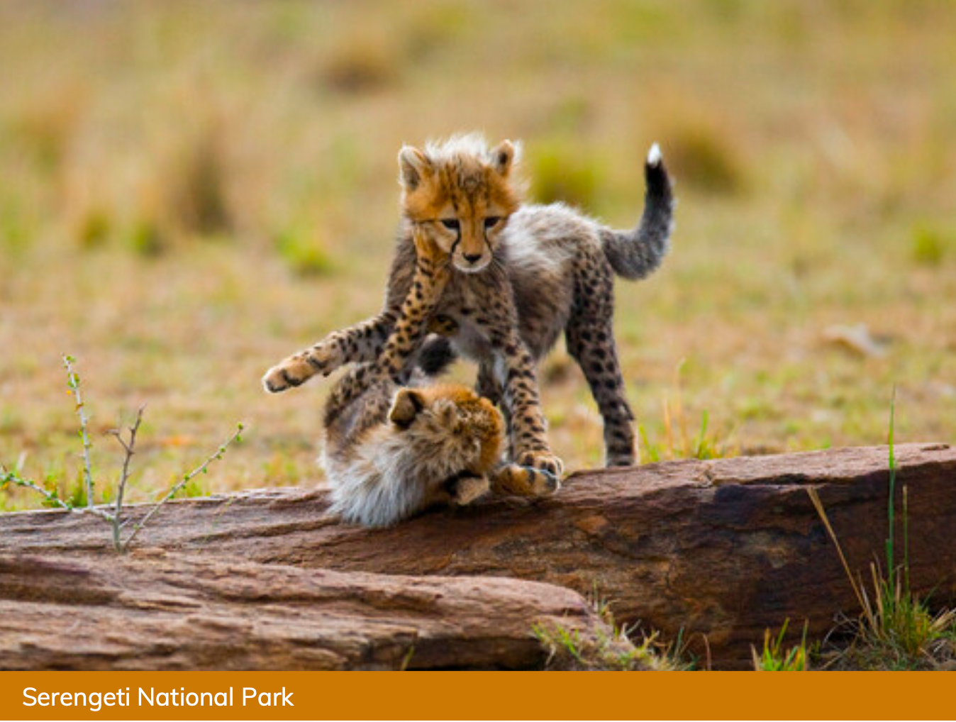 3 days Midrange Safari to Serengeti