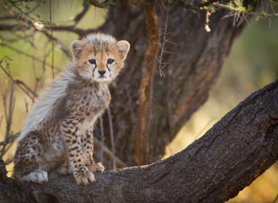 3 days Midrange Safari to Serengeti