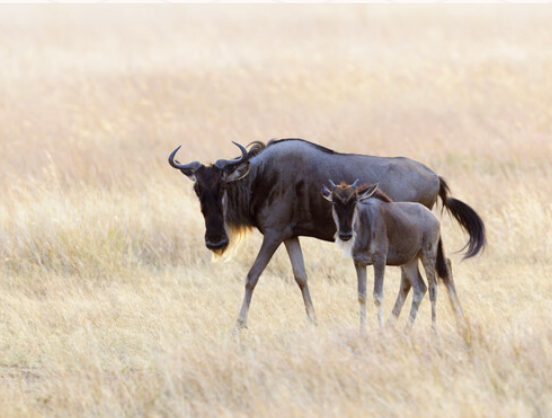 3 days Midrange Safari to Serengeti