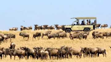 Safari vehicle among a large herd of wildebeests on a grassy plain with a clear blue sky.